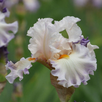 Polite Applause Bearded Iris