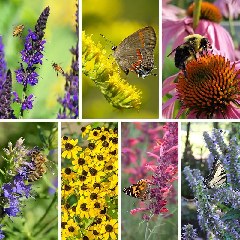 Pollinator Paradise Pre-Planned Garden
