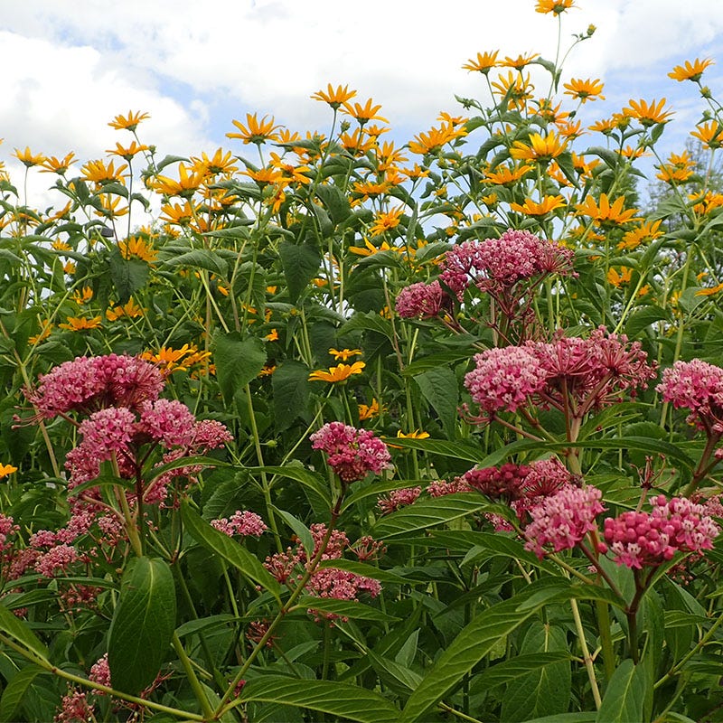 high country gardens wildflower seeds High Country Butterfly Habitat Wildflower Seed Mix