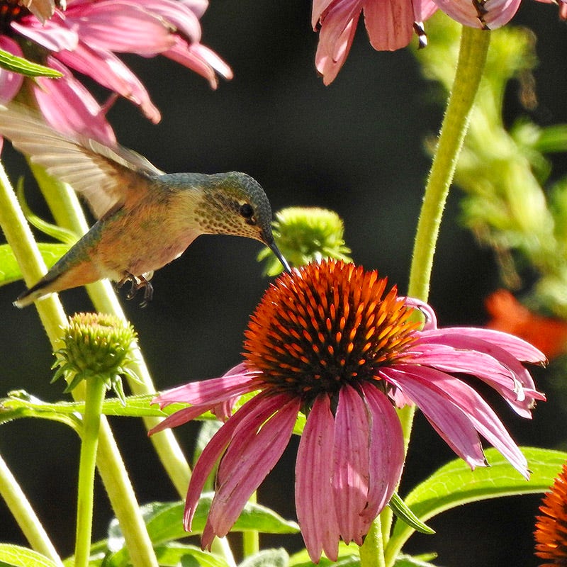 Pollinator Paradise Pre-Planned Garden