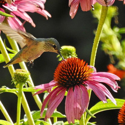 Pollinator Paradise Pre-Planned Garden