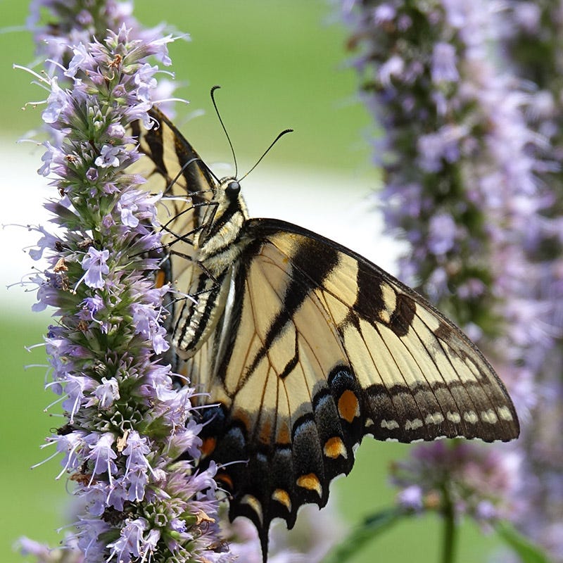 Pollinator Paradise Pre-Planned Garden