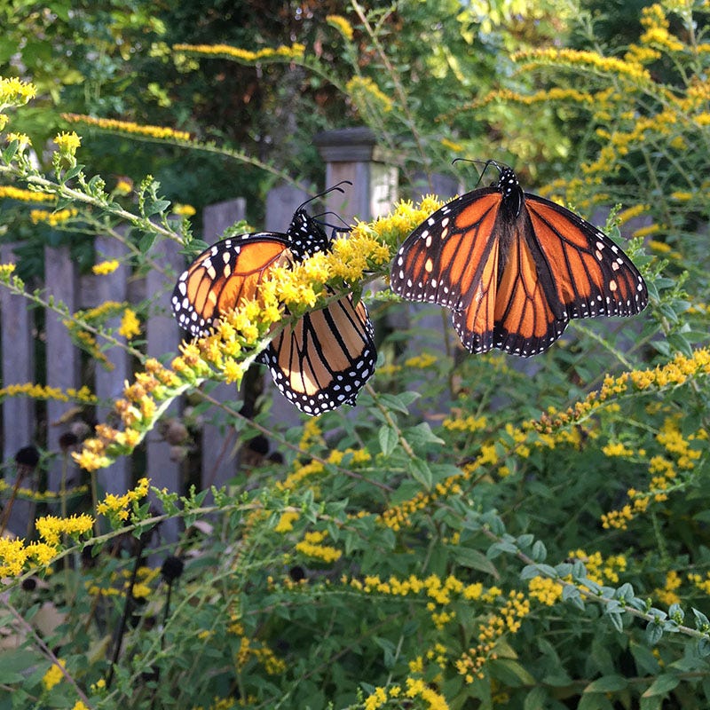 Pollinator Paradise Pre-Planned Garden