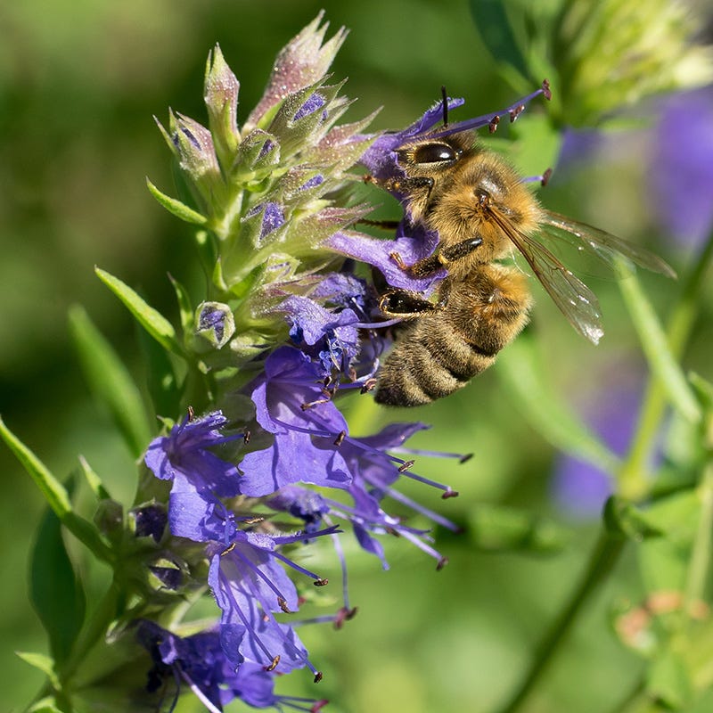 Pollinator Paradise Pre-Planned Garden