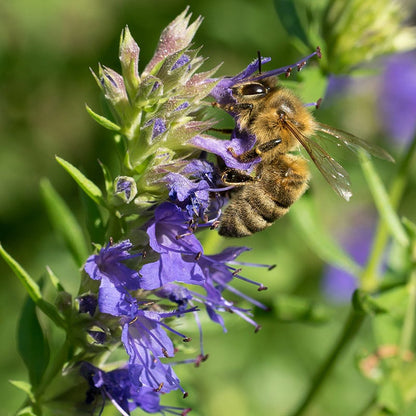 Pollinator Paradise Pre-Planned Garden