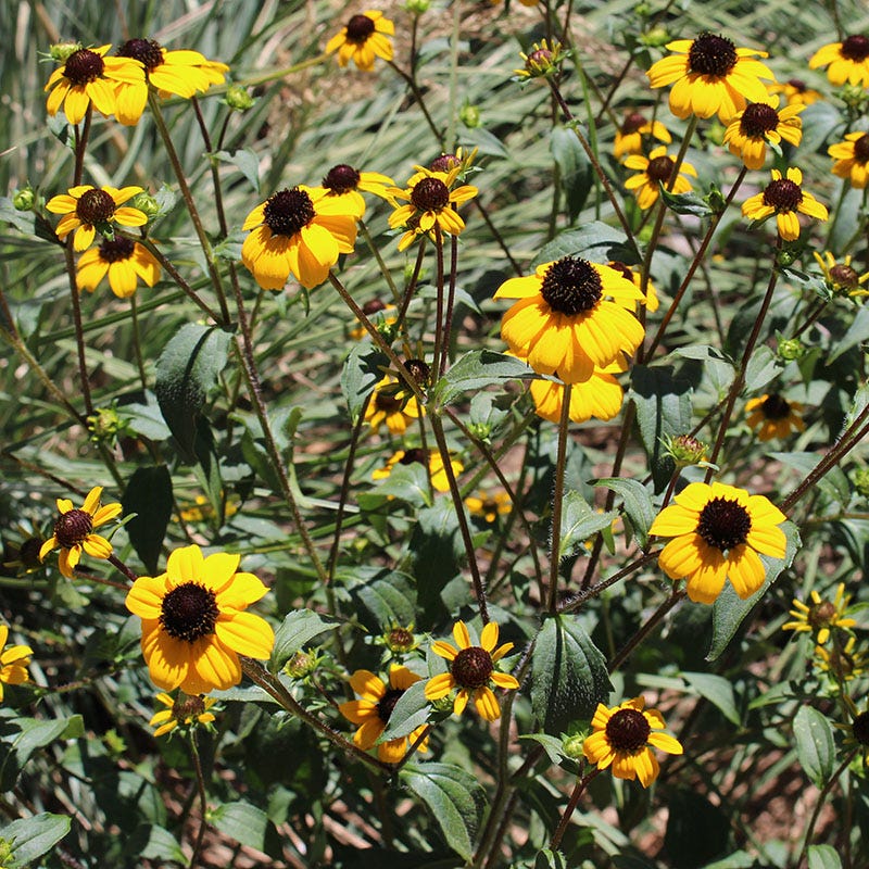 Pollinator Paradise Pre-Planned Garden