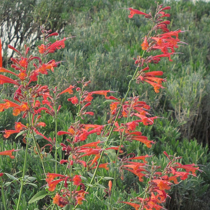 Pollinator Paradise Pre-Planned Garden