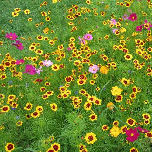 american seed wildflower blend pollinator Pollinator Wildflower Seed Mix