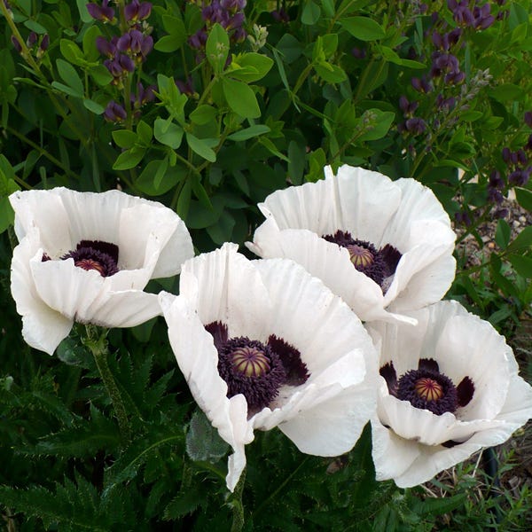 Royal Wedding Oriental Poppy