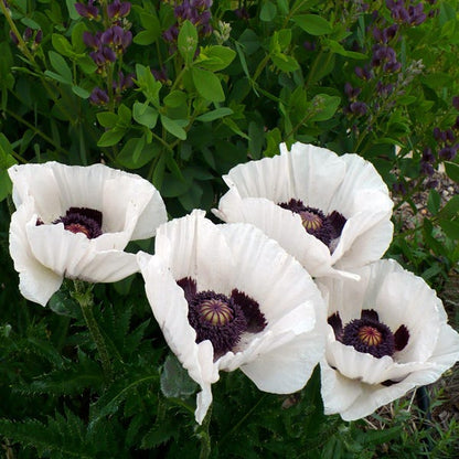 Royal Wedding Oriental Poppy