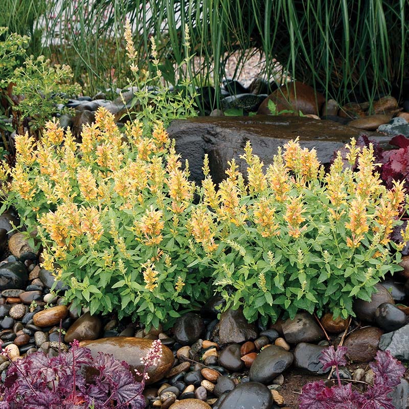 Poquito Butter Yellow Agastache - Thumbnail 4