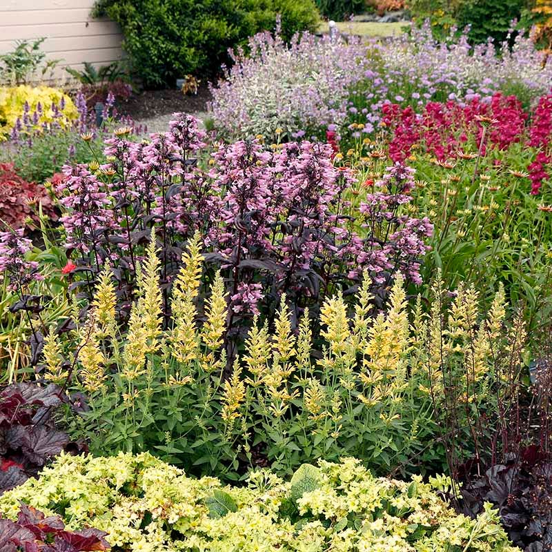 Poquito™ Butter Yellow Agastache