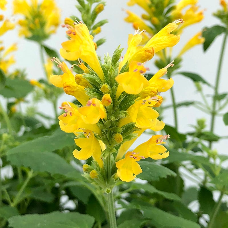 Poquito Butter Yellow Agastache