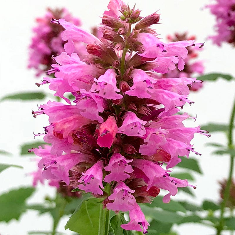 Agastache POQUITO LAVENDER