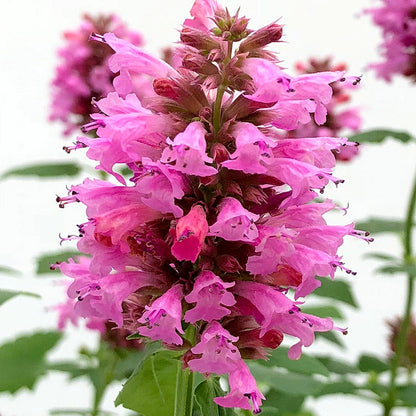 Poquito™ Lavender Agastache