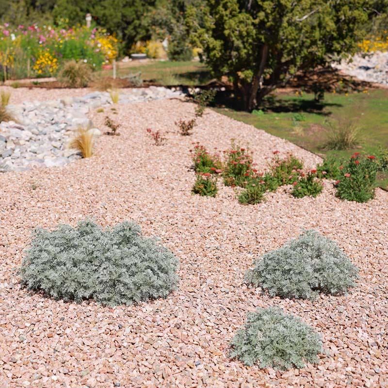Powis Castle Artemisia