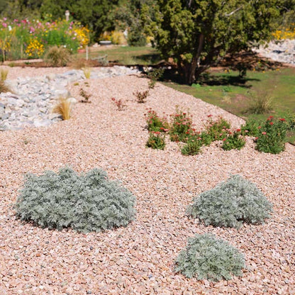 Powis Castle Artemisia