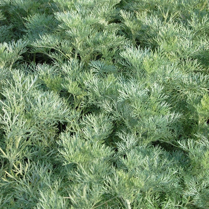 Container Garden For Full Sun