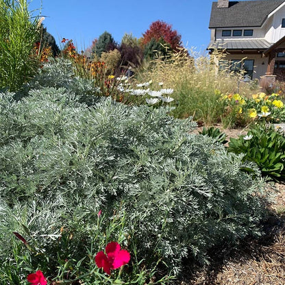 Powis Castle Artemisia