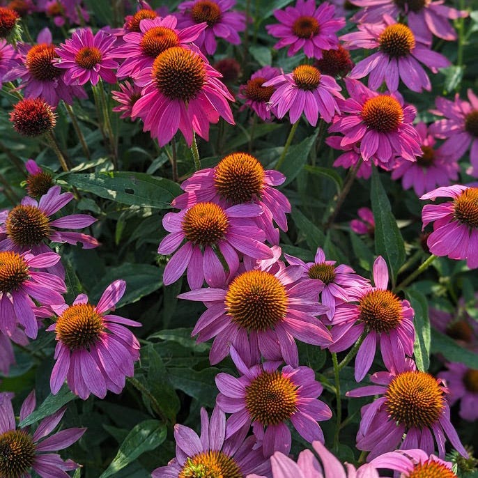 pow wow wild berry echinacea seeds Wild Berry Purple Coneflower, Echinacea purpurea