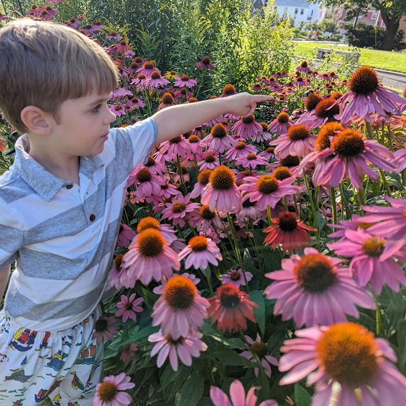 echinacea pow wow wild berry seeds Wild Berry Purple Coneflower, Echinacea purpurea