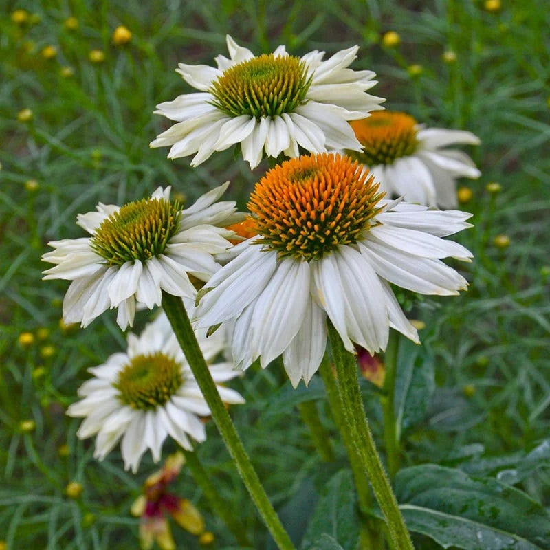 PowWow White Echinacea