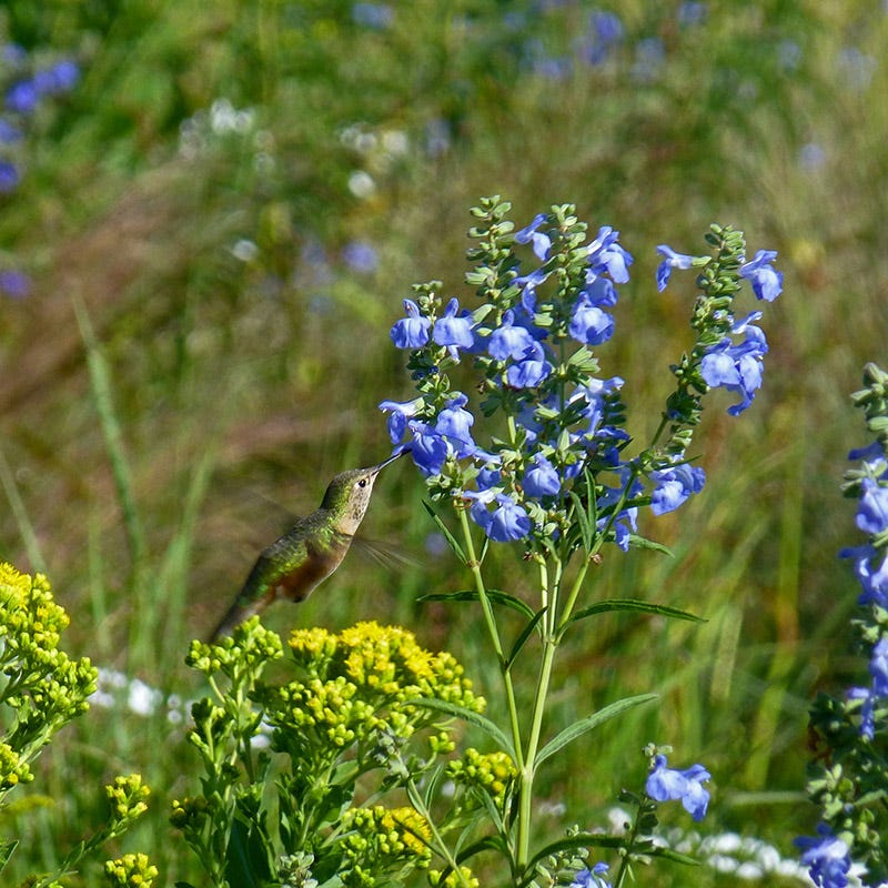 New Mexico Prairie Sage, Salvia azurea | High Country Gardens