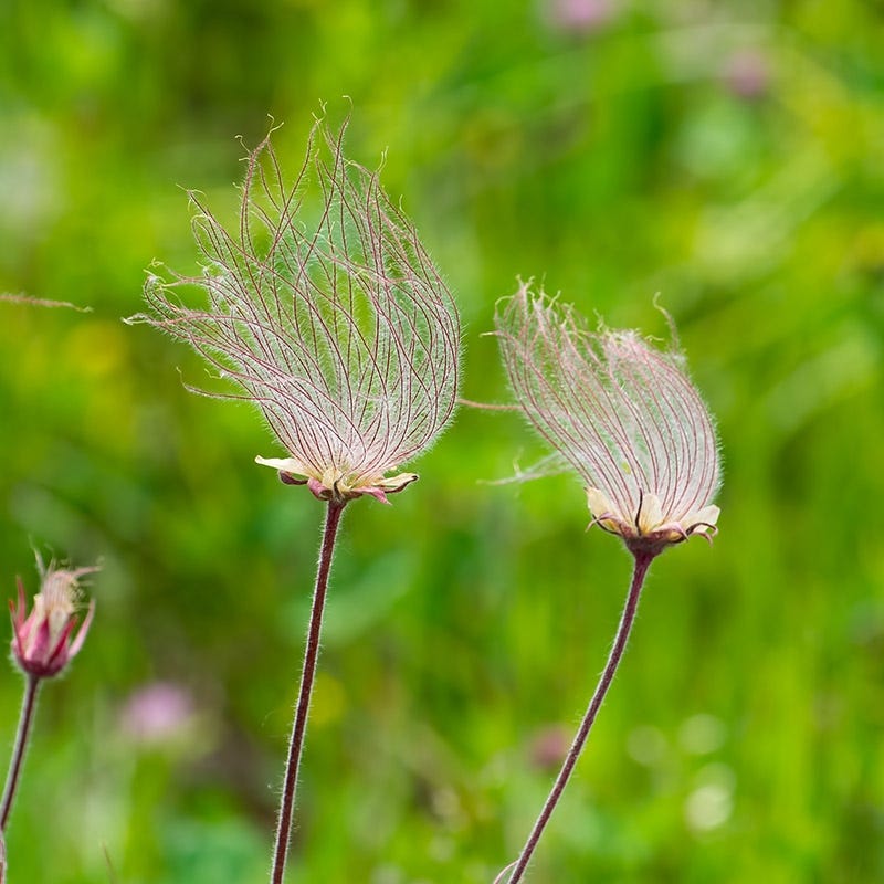 Prairie Smoke (Geum)