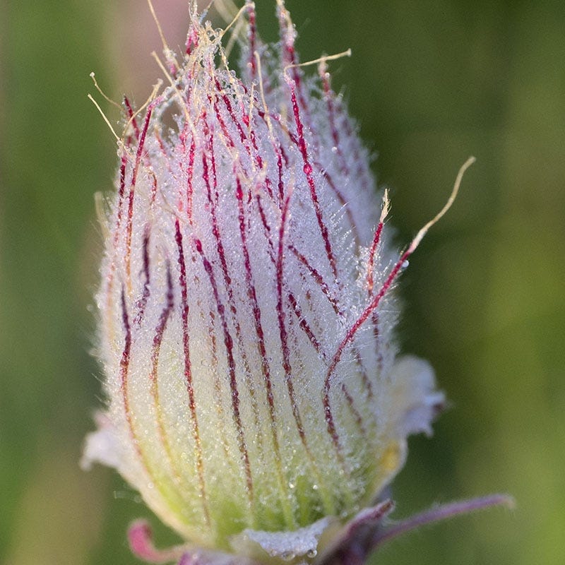 Prairie Smoke (Geum) - Thumbnail 2