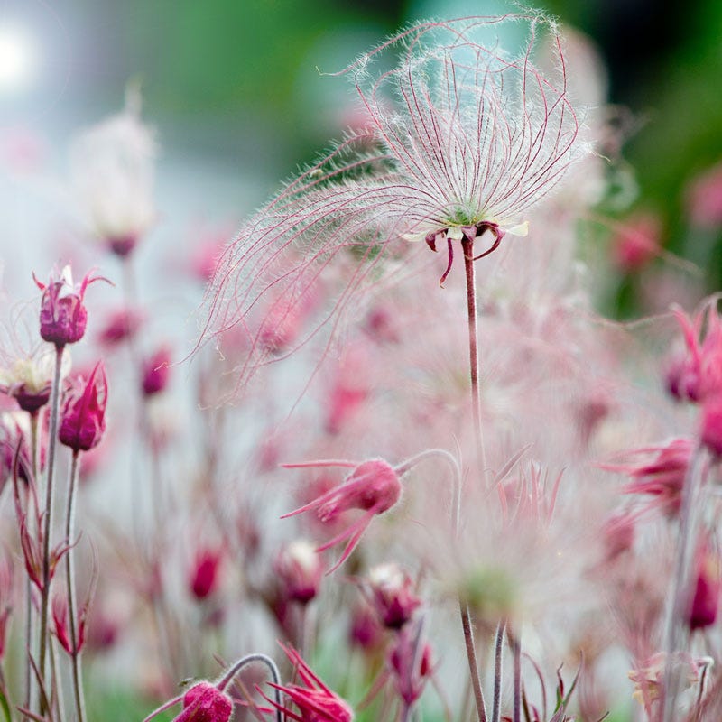Prairie Smoke (Geum) - Thumbnail 3