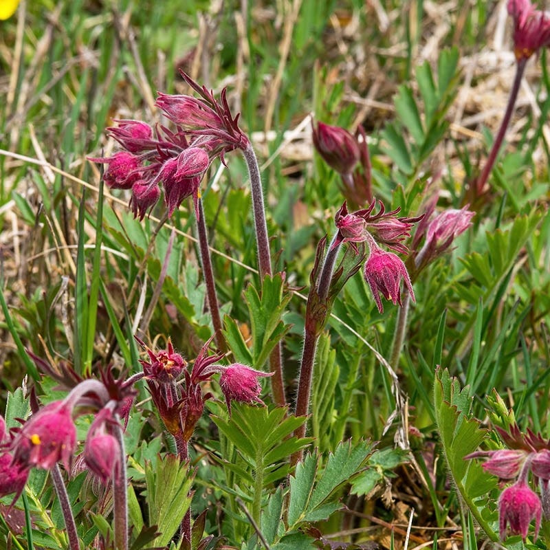 where to buy prairie smoke flower seeds Prairie Smoke, Geum trifolium