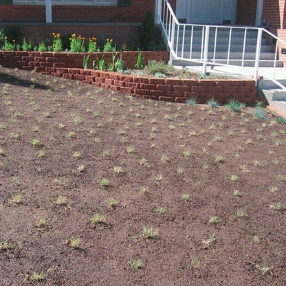 Prestige™ Buffalo Grass Plugs