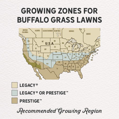 Legacy Buffalo Grass Plugs, Buchloe dactyloides