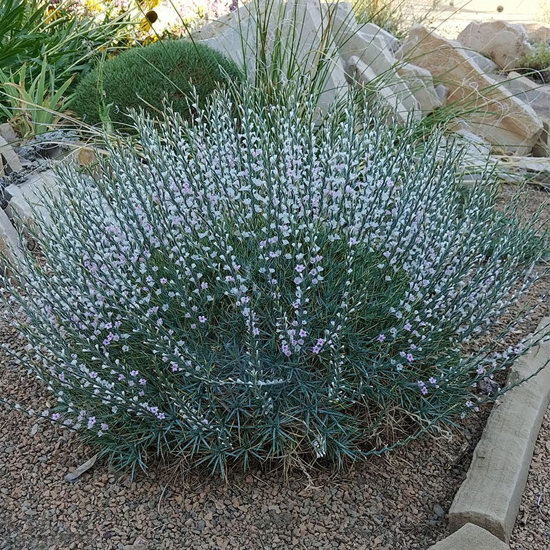 Prickly Dianthus (Acantholimon)