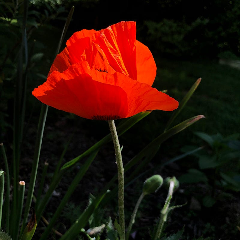 Papaver orientale 'Prince of Orange' - Thumbnail 2
