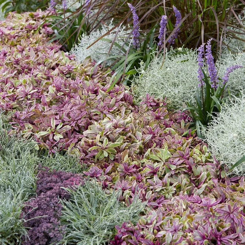 Princess Nadia Ajuga, Photos courtesy of Concept Plants