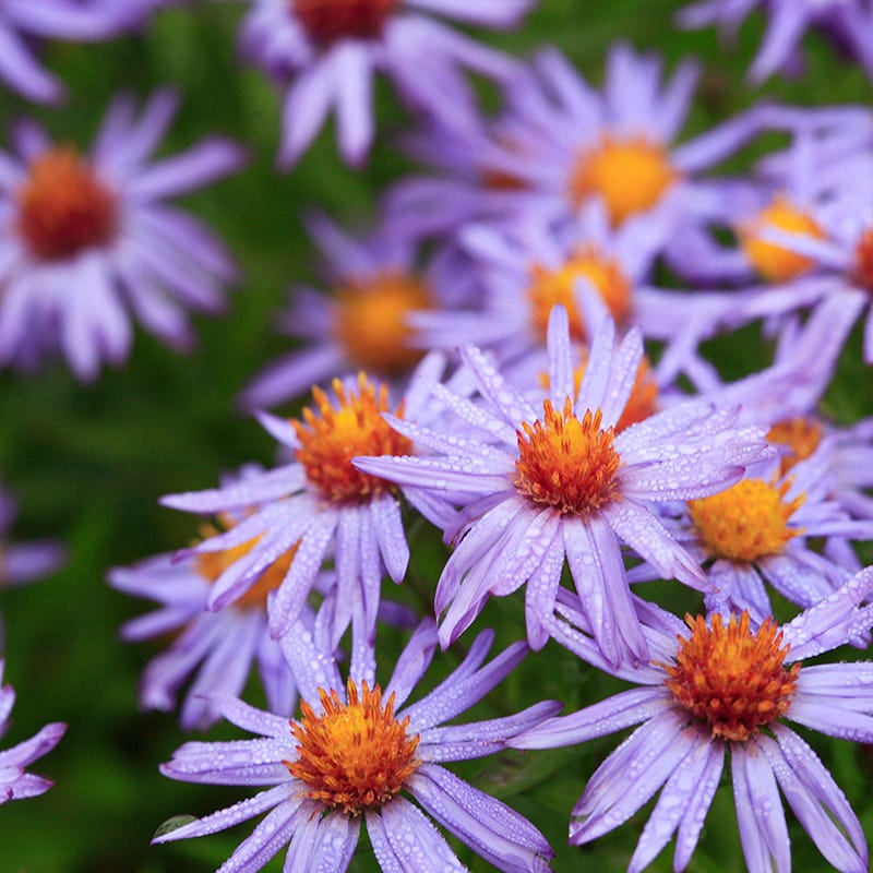 Superstar Aster Collection