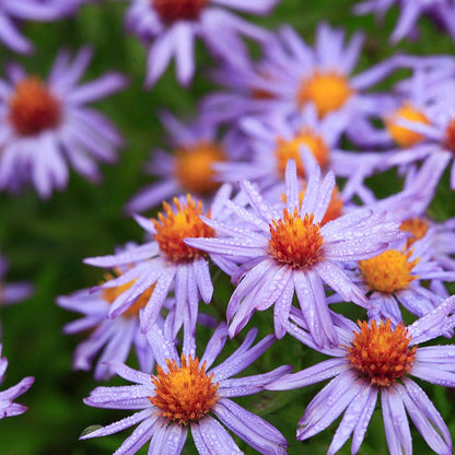 Superstar Aster Collection