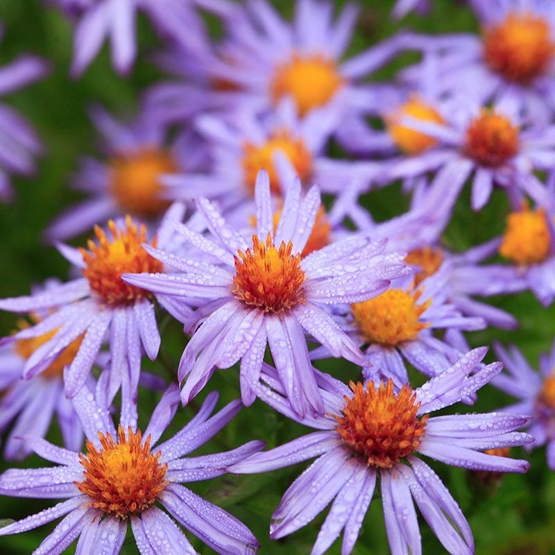 professor-kippenberg-aster.jpg