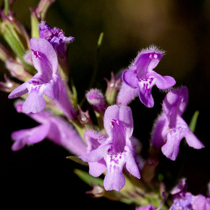 Profuse Pink False Pennyroyal (Hedeoma)