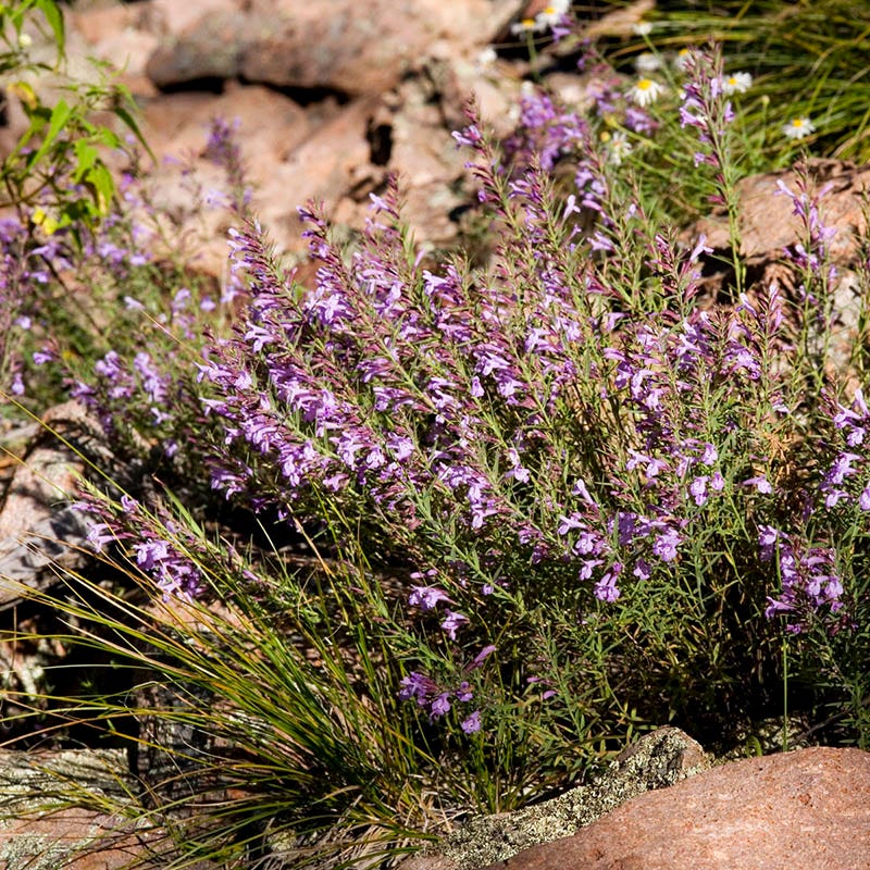 Profuse Pink False Pennyroyal (Hedeoma)