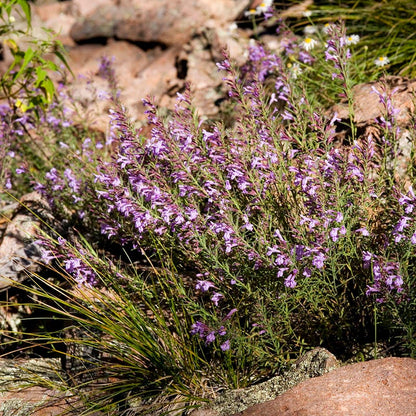 Profuse Pink False Pennyroyal (Hedeoma)