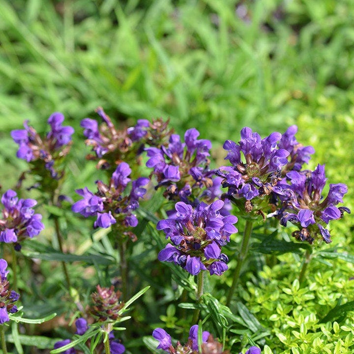 Bella Blue Prunella, Self-Heal
