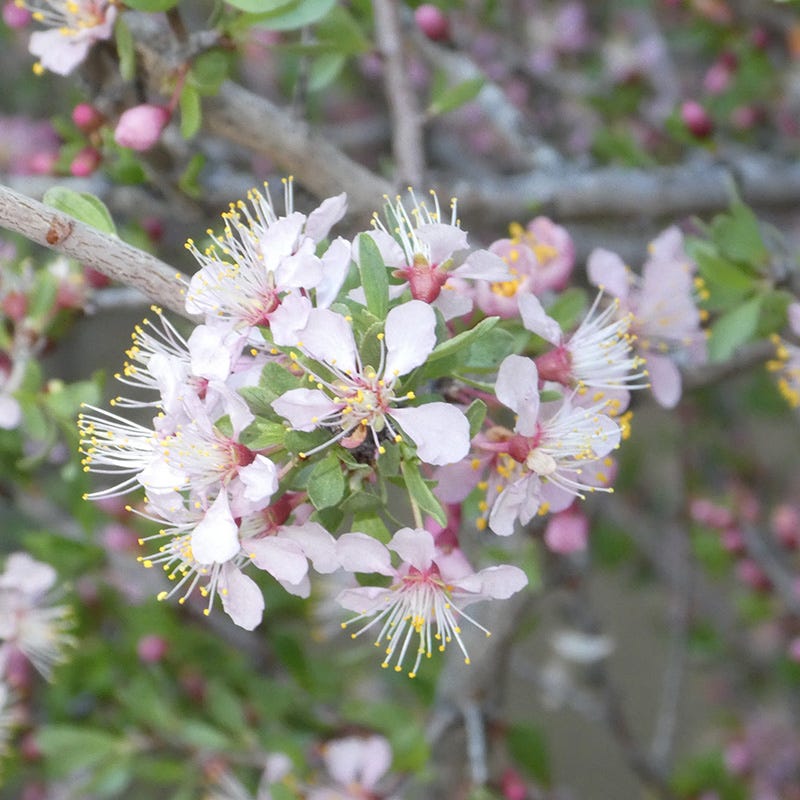 Desert Peach (Prunus andersonii) - Thumbnail 4