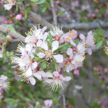 Desert Peach (Prunus)