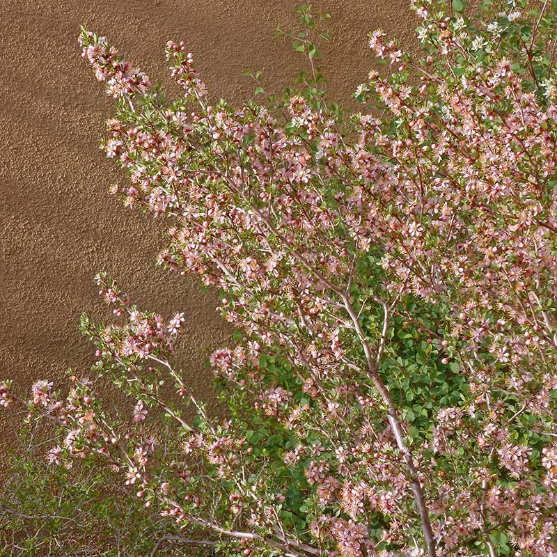 Desert Peach (Prunus andersonii)