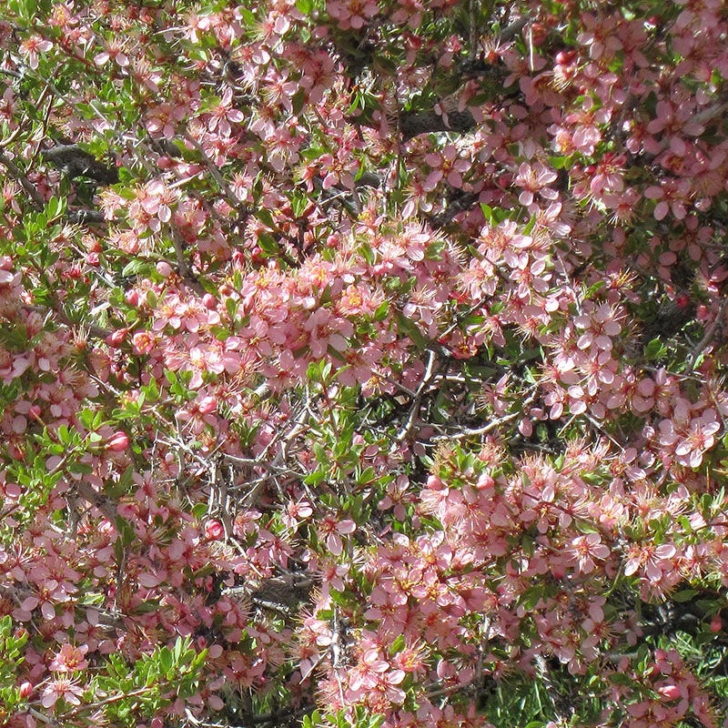 Desert Peach (Prunus)