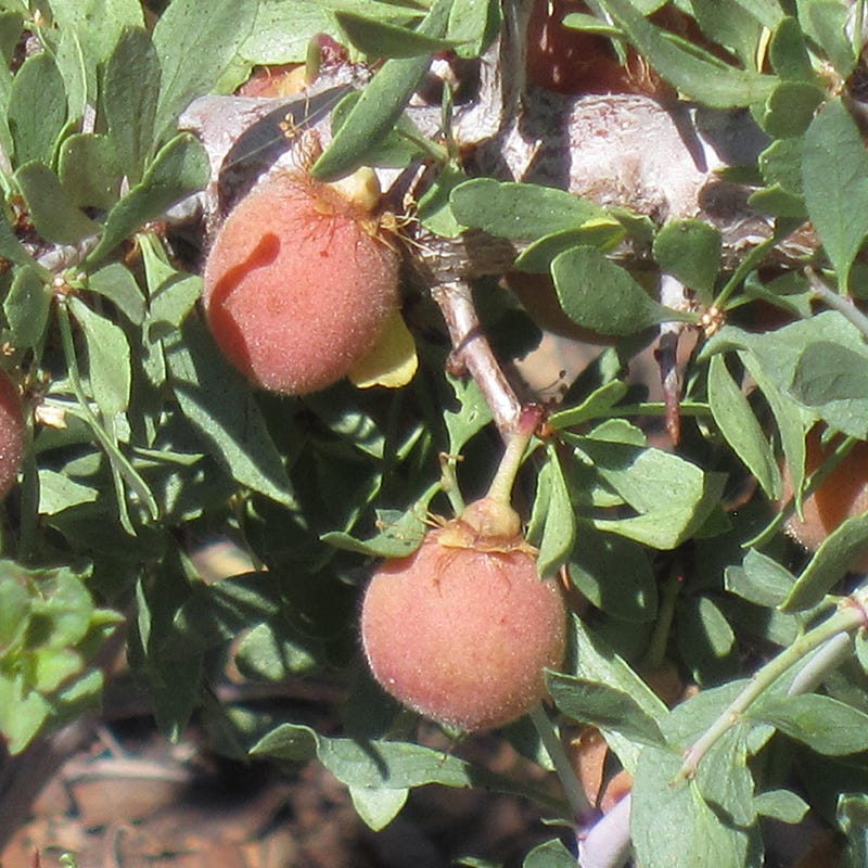 Desert Peach (Prunus)