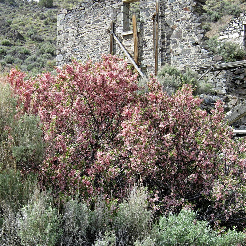 Desert Peach (Prunus andersonii) - Thumbnail 3