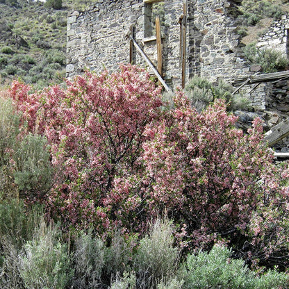 Desert Peach (Prunus)